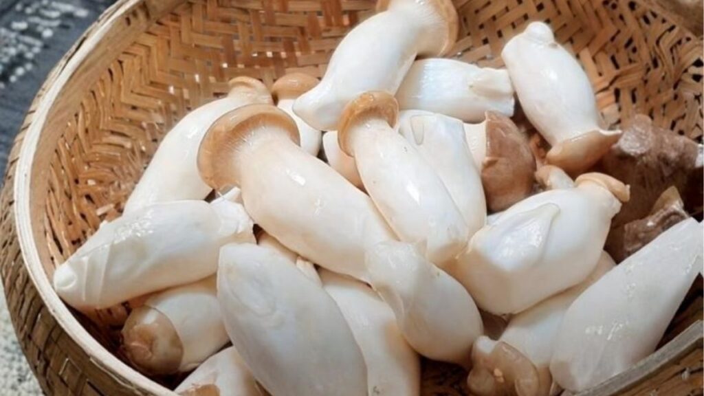 Nấm đùi gà được cắt lát, cắt khúc và xé thành sợi