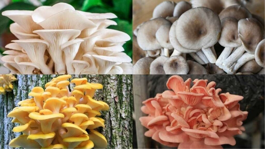 Nấm sò là gì? Có phải là nấm bào ngư không? 13 Cách nhận biết nấm sò qua mũ, cuống, phiến và cụm nấm