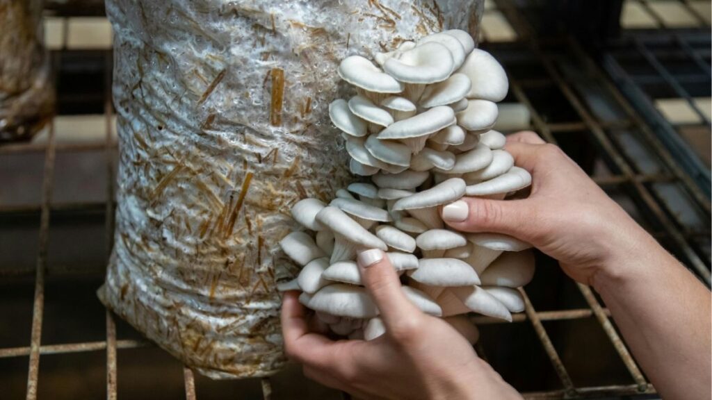 Nấm sò là gì? Có phải là nấm bào ngư không? 8 So sánh nấm sò trắng, nấm sò xám và nấm sò nâu