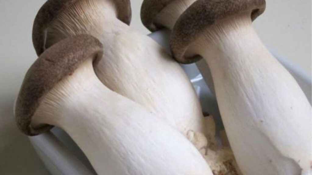 Nấm sò vua là gì? Có phải nấm đùi gà không? 2 Nấm sò vua, nấm đùi gà và king oyster mushroom là cùng một loài