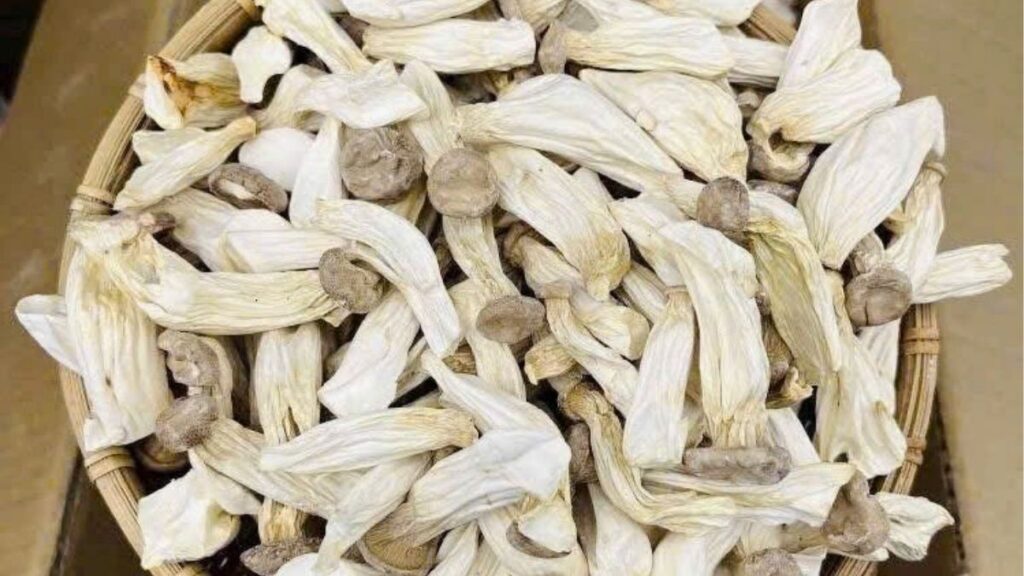 Nấm sò vua là gì? Có phải nấm đùi gà không? 10 Tên Pleurotus eryngii và king oyster mushroom trên bao bì nấm sò vua
