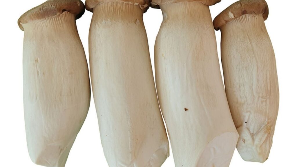 Cấu tạo thân, mũ và gốc của nấm đùi gà Pleurotus eryngii