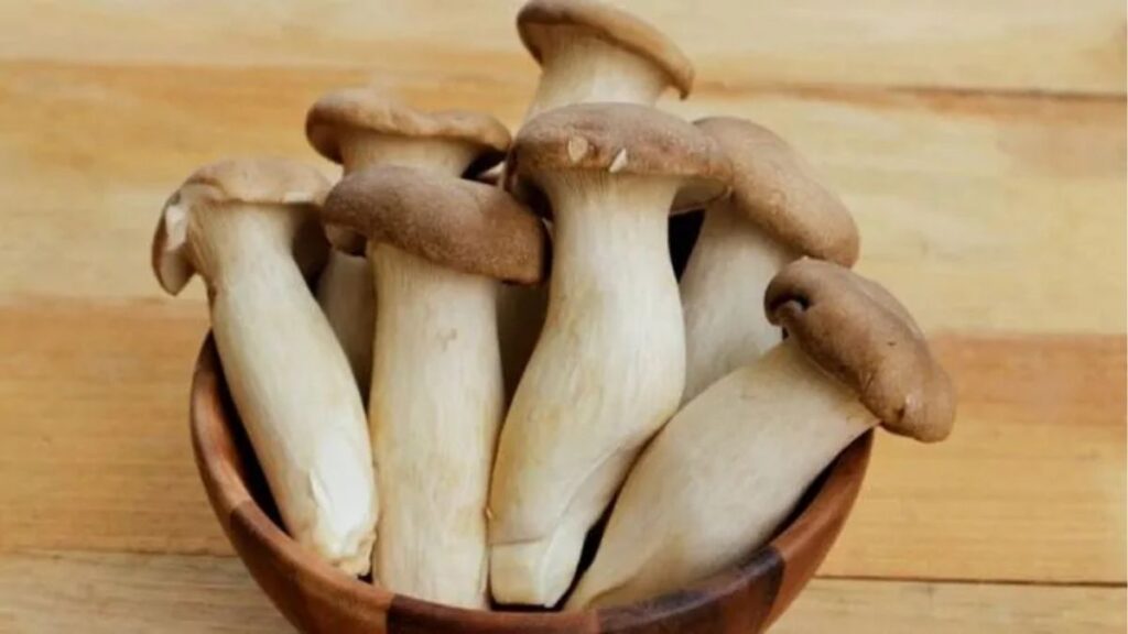 Cận cảnh thân dày và mũ nhỏ của nấm đùi gà