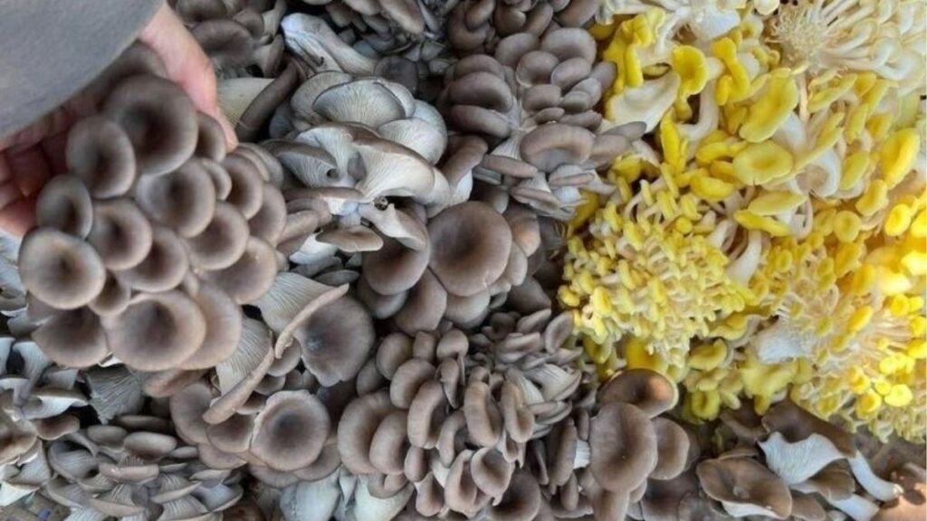 Nấm sò vua là gì? Có phải nấm đùi gà không? 9 Nấm sò vua và nấm bào ngư có hình dáng khác nhau