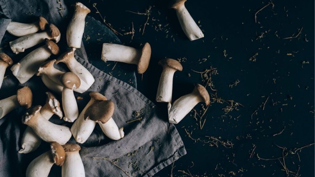 Nấm sò là gì? Có phải là nấm bào ngư không? 12 So sánh nấm sò mũ xòe với nấm sò vua thân lớn
