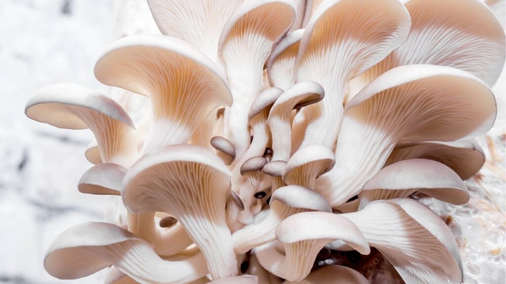 Nấm sò là gì? Có phải là nấm bào ngư không? 3 Tên khoa học Pleurotus ostreatus và các tên gọi của nấm sò