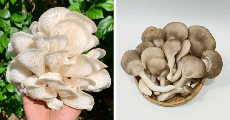 Nấm Sò Trắng: Lợi Ích, Lượng Calo, Giá Bán & Cách Chế Biến 2 So sánh nấm sò trắng và nấm bào ngư